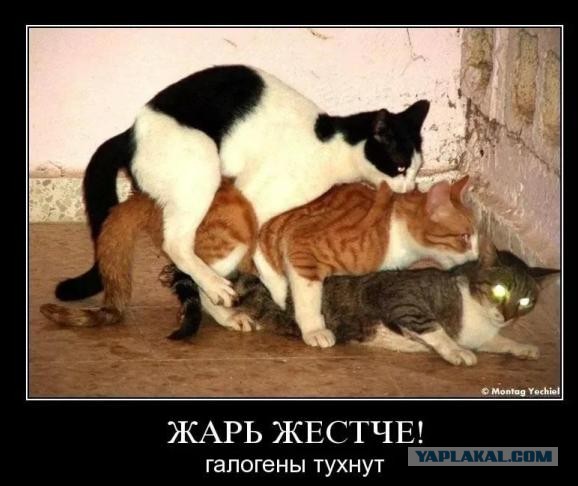 Даёшь картинкой по среде (26.02.2020)