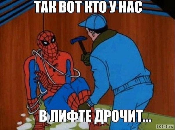 В Австралии огромный паук заблокировал вход во двор