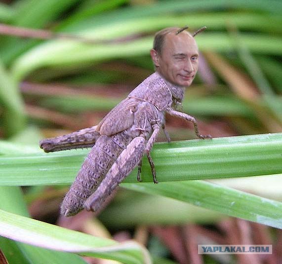 Он еще и кузнец!