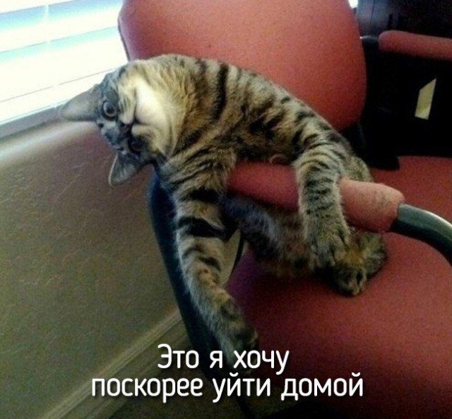 Картинки с котами и про котов