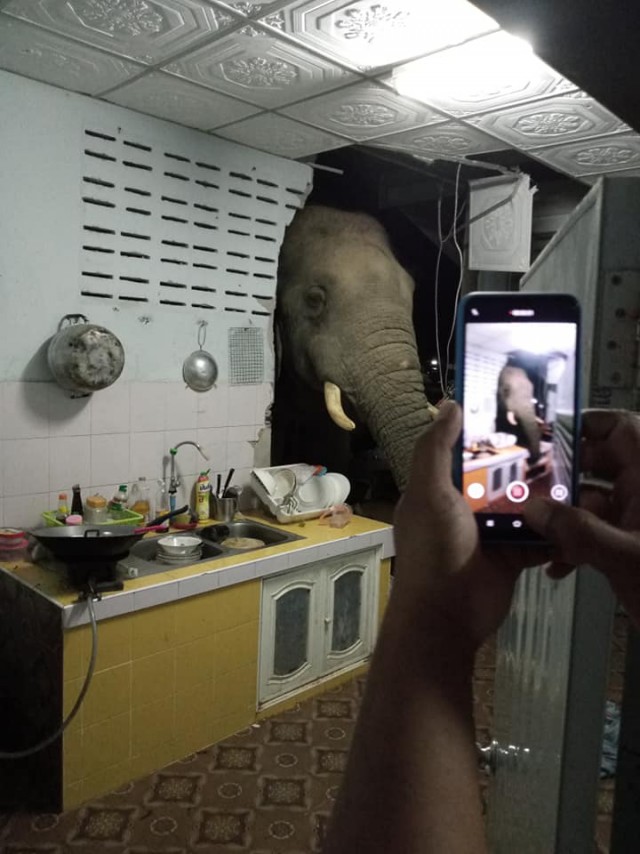 Слон вломился в жилой дом в Таиланде в поиске чего-нибудь вкусного