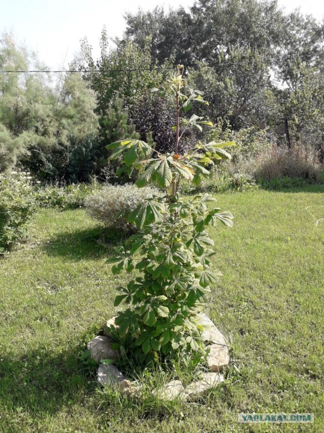Жара, дача, скучно…