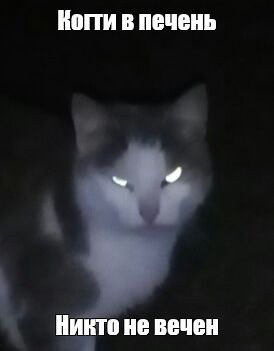 Попался, котяра усатая