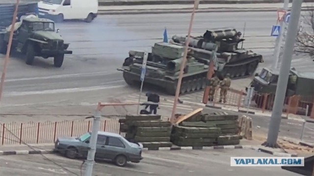 Кошки в Киеве