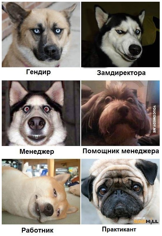 Мемы разные нужны, мемы разные важны!