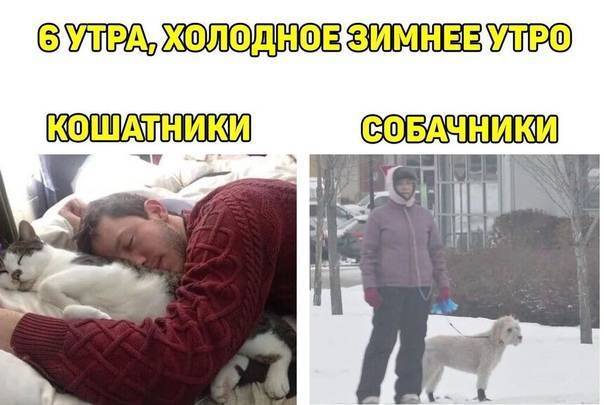 Коты или собаки мем гулять в мороз Про комплименты мужикам - ЯПлакалъ