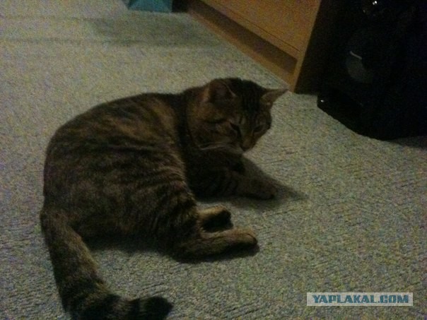 Котовторник 09.04.2013