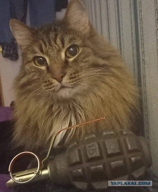 Котовторник, просто Барс