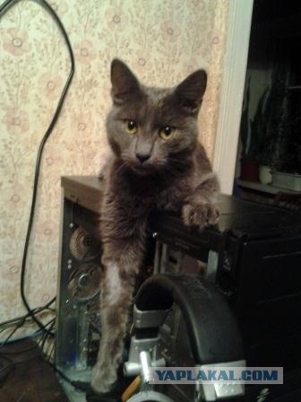 Котовторник 16.04.2013