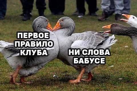 Немного картинок натыренных в ТГ