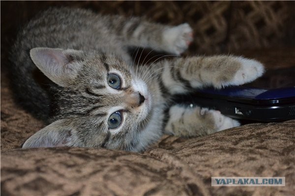 Котовторник 04.06.2013