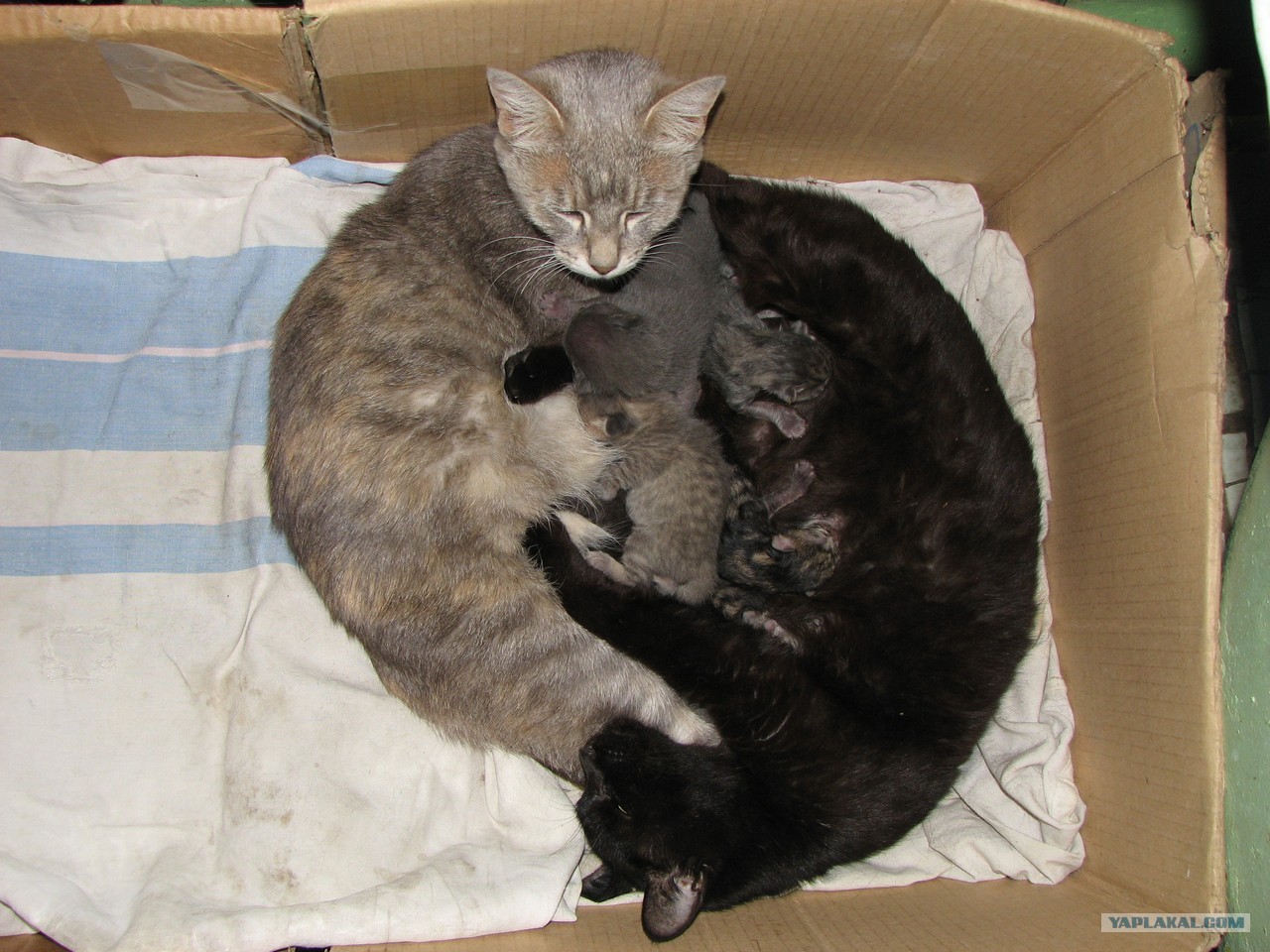К чему снятся рождающиеся котята. Кошка окотилась. Кошка родила котят во сне. Приснилось что родила котенка.