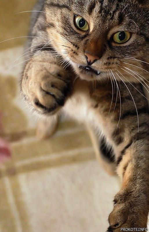 Котейка, который не знает как лежат котейки
