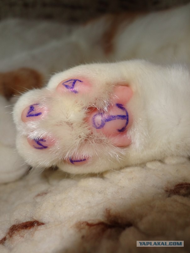 Категории женщин