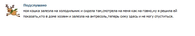 Подслушано: Про Котов