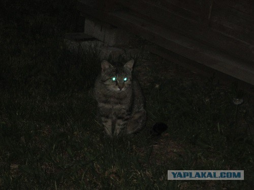 Котовторник 10.06.2014