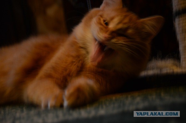 А у тебя есть фото твоей зевающей котейки ?