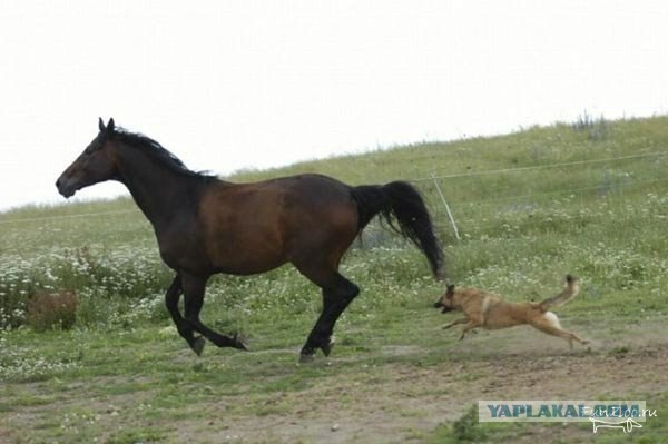 Красавица и чудовище