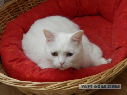 Необычный котёнок.