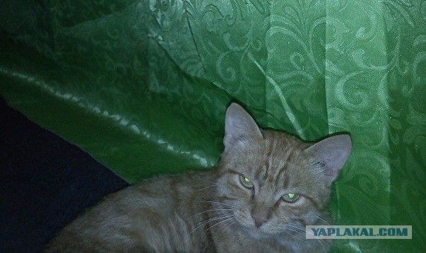 Котовторник 23.09.2014.
