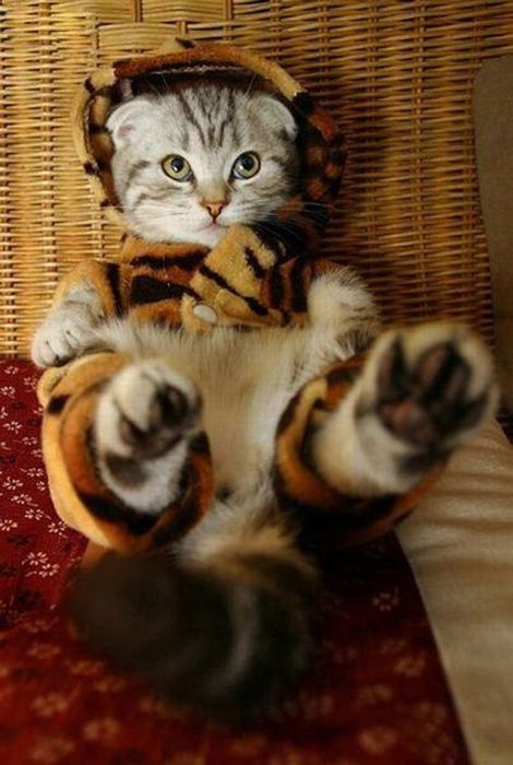 Рисованный котовторник