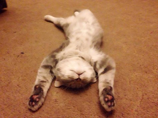 Котовторник 21.10.2014