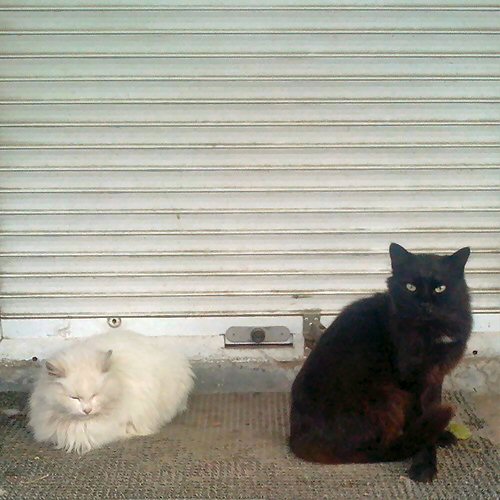 Котовторник 04.11.2014