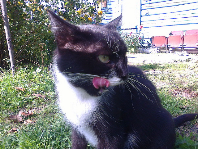 Котовторник