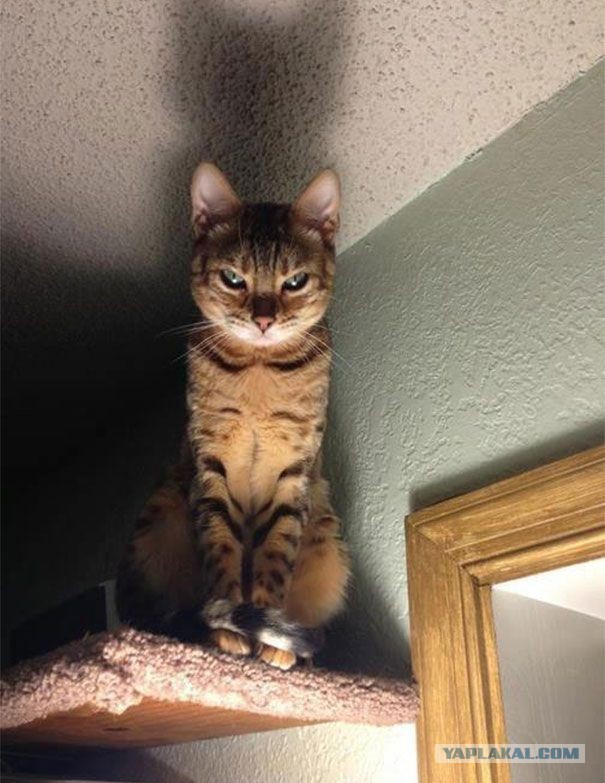 Котовторник