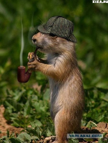 А что вы расматриваете в туалете?