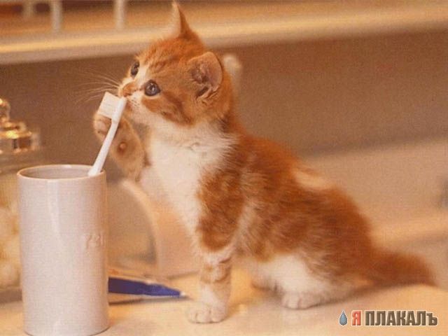 Коты, кошки, котята