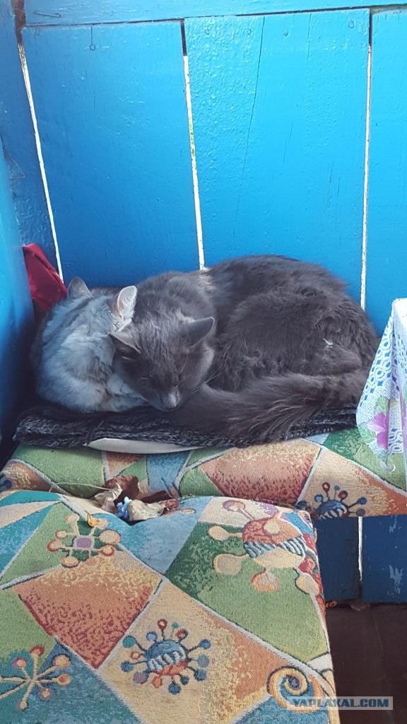 Котовторник 22.12.2015