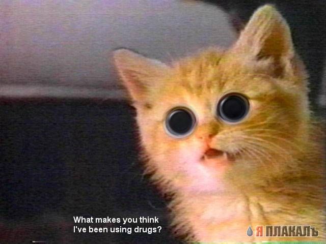 Коты, кошки, котята