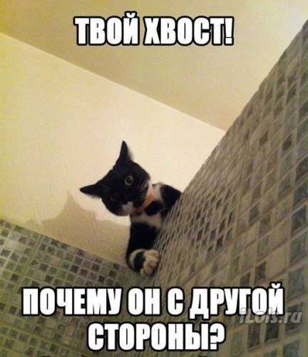 Веселые картинки