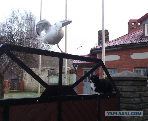 Божьи твари