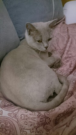 Котовторник 03.05.2016