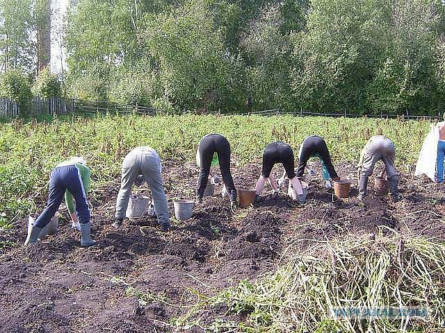 Вот почему я так люблю приезжать на дачу!