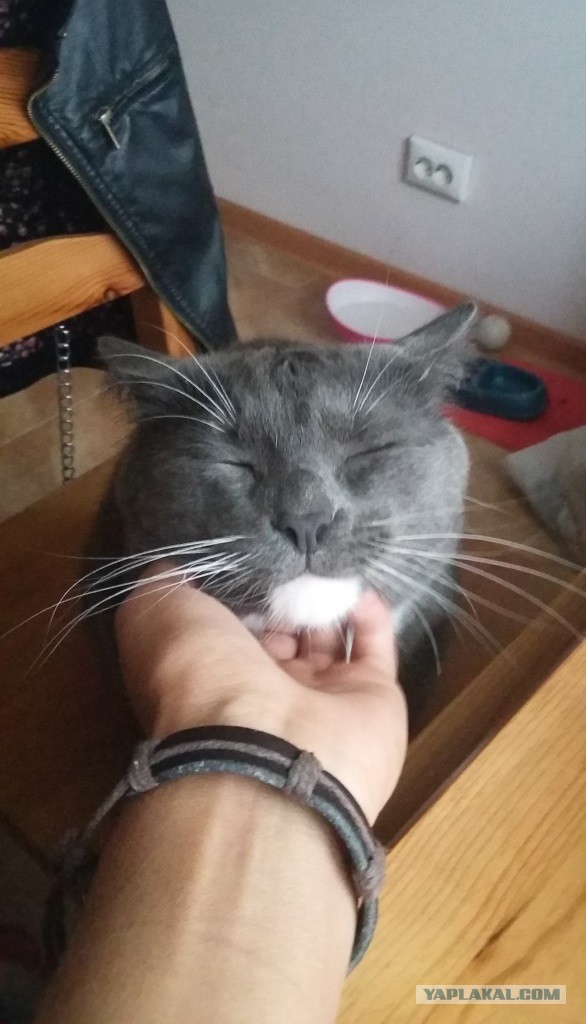 Котовторник 07.06.2016