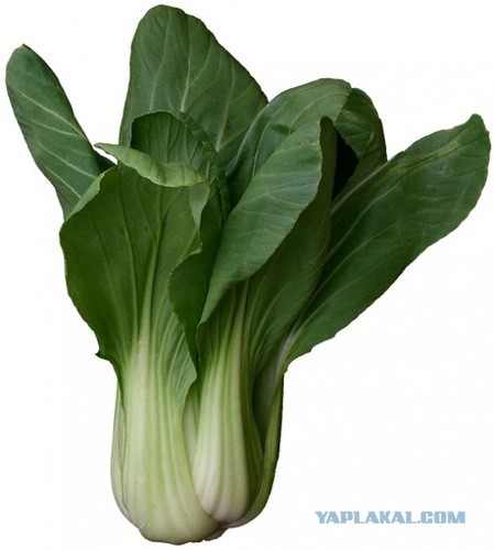 Кальмары (Three Cup Squid)