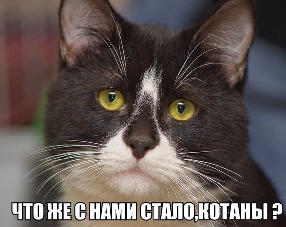 "Оскара" - котикам!