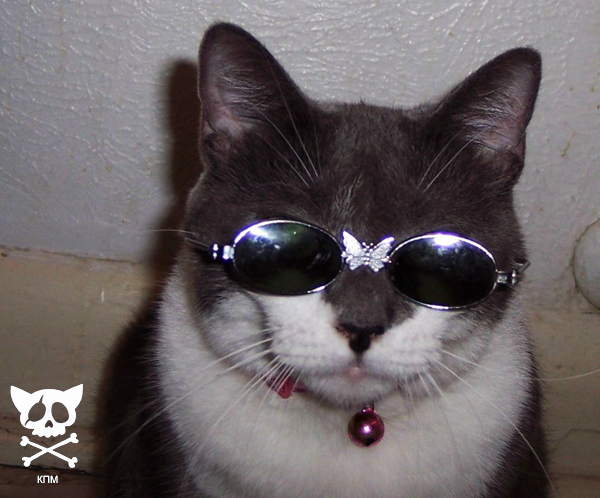 Котосреда!