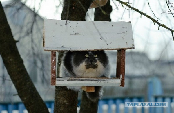 10 брутальных уличных котов