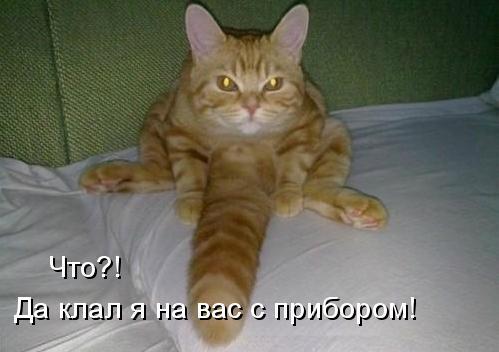 Про кота и вред