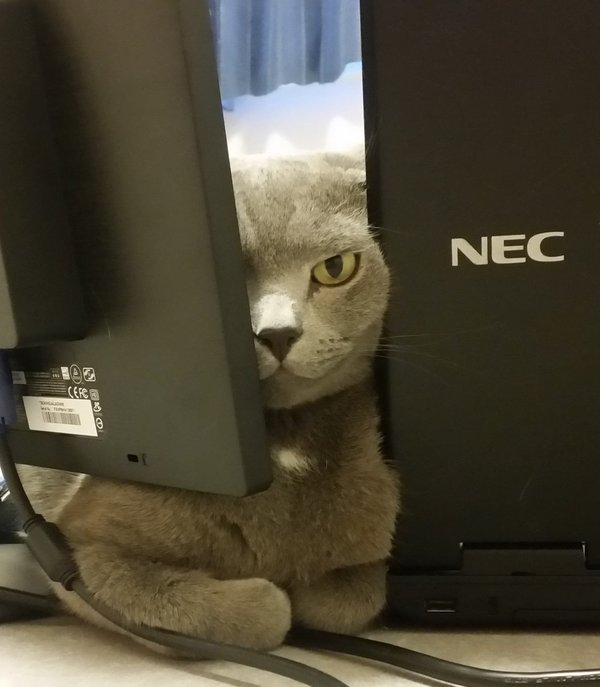 Коты из сети