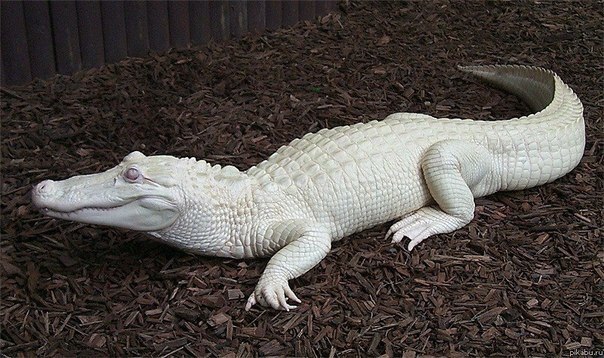 Самые смешные животные