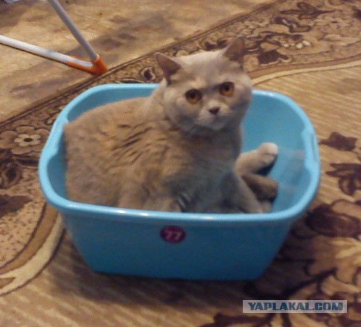 Котовторник 07.02.2017