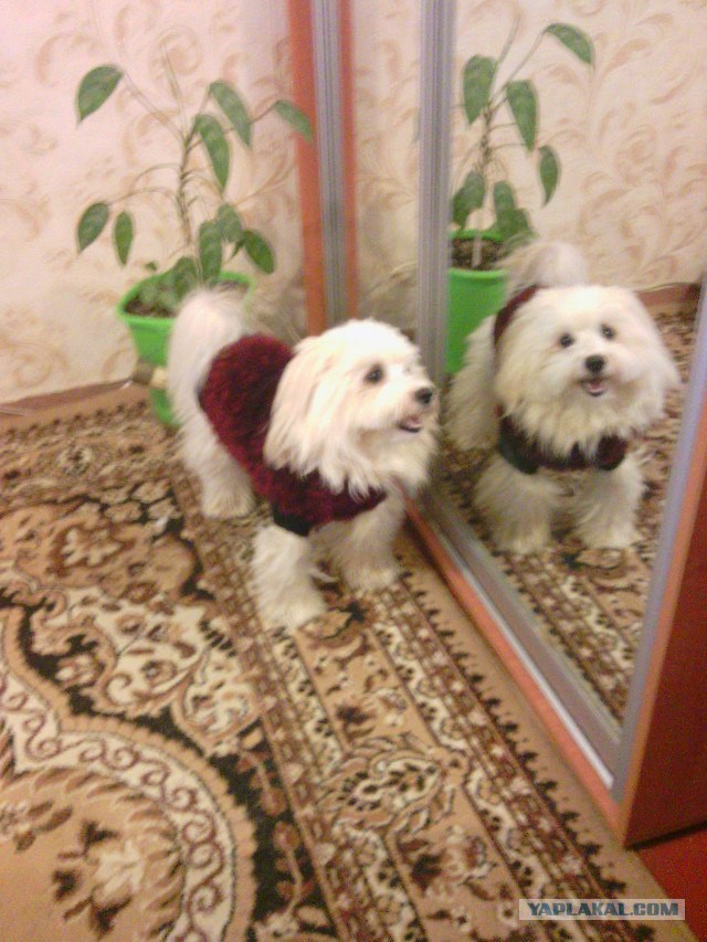 Не дадим пропасть собакочетвергу!