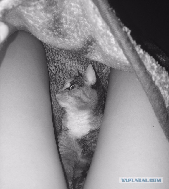 Котовторник 14.03.2017