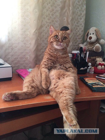 Котовторник 16.05.2017