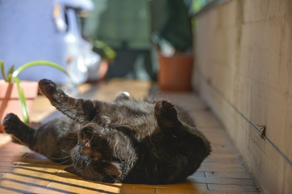 Коты и Кошки